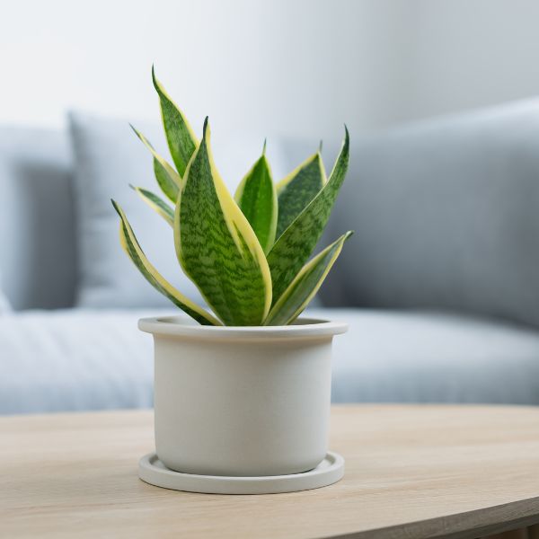 Small snake plant on table