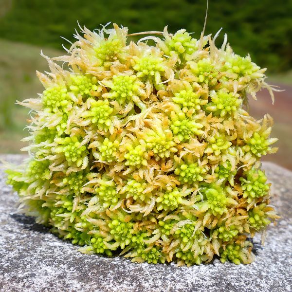 Sphagnum Moss outside on a large boulder