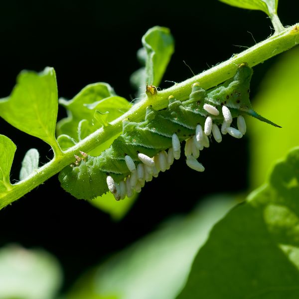 Tomato hornworm with larva attached to its back