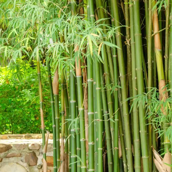 Bamboo growing in backyard