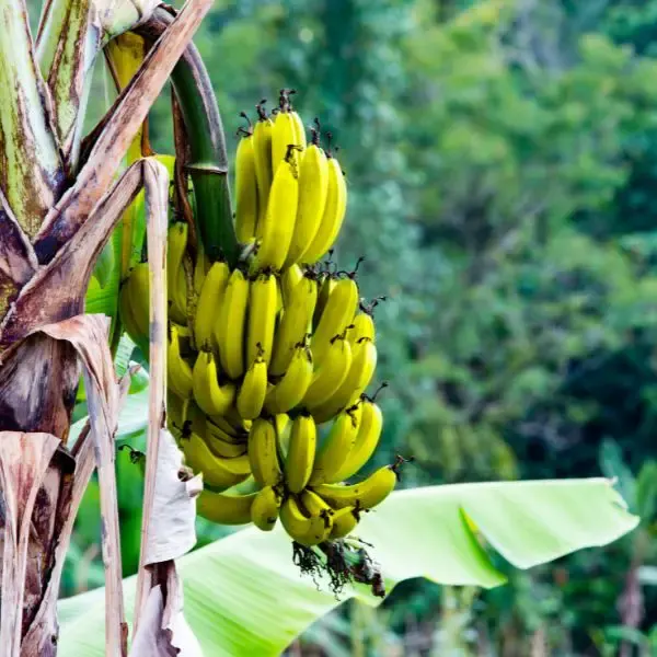 Bananas on a Banana tree