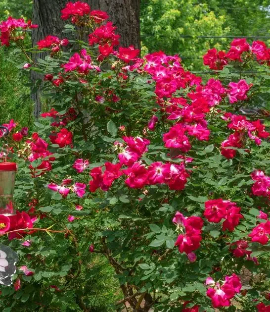 Companion Plants for Knockout Roses