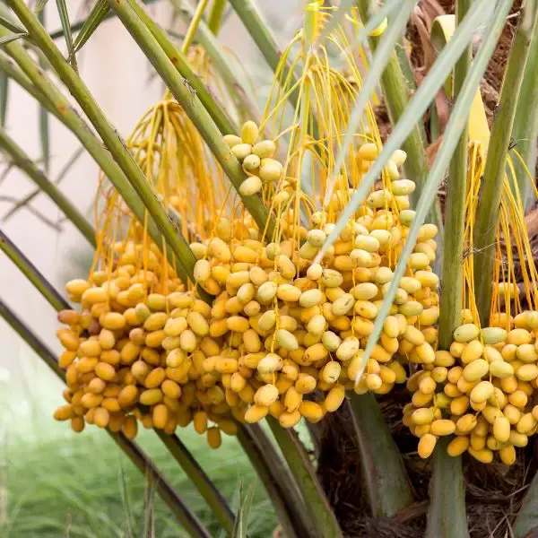 Dates on a Date palm tree