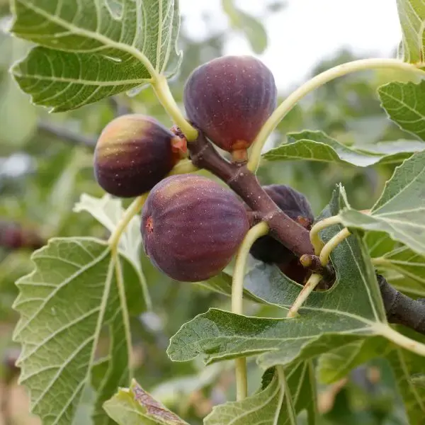Figs on a Fig tree