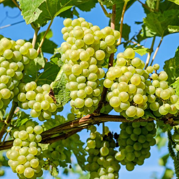 Grapes ready to be picked from grape vine