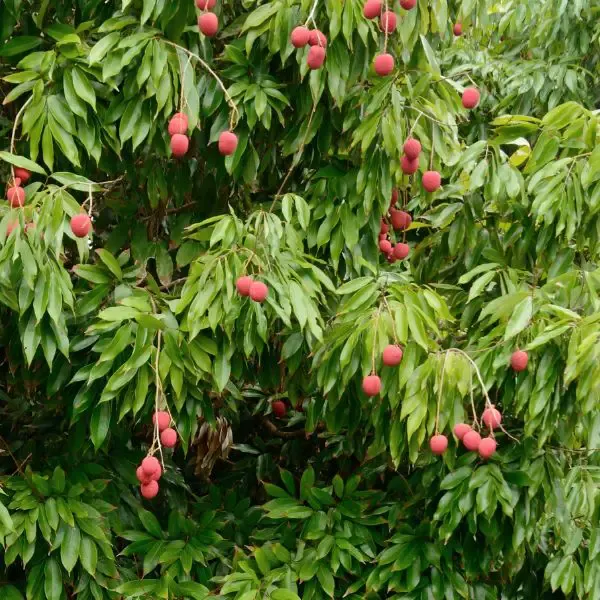 Lychees on a Lychee tree