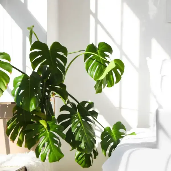 Monstera plant near a large window with light shining on it