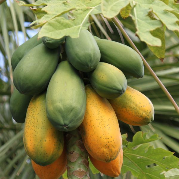 Papayas on a papaya tree