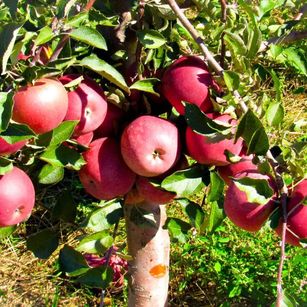 Pink lady apples on tree