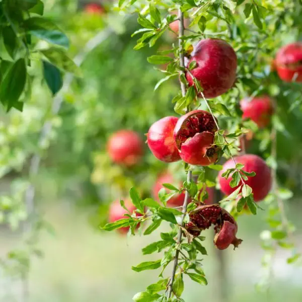 Pomegranates growing on a tree branch