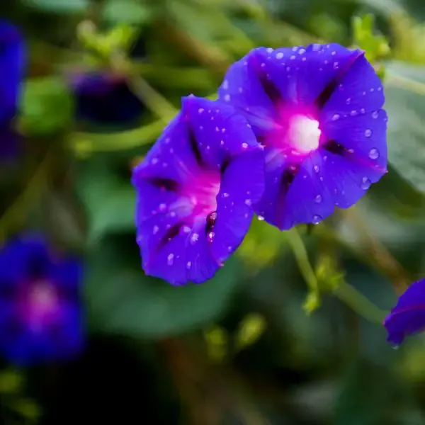 Purple morning glory flowers close up with water drops on them