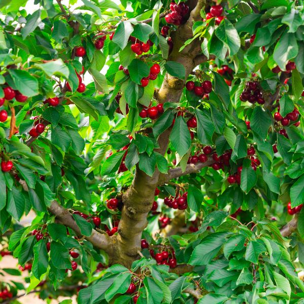Sweet cherries growing on a tree