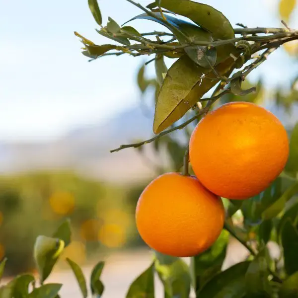 two Valencia oranges on a tree