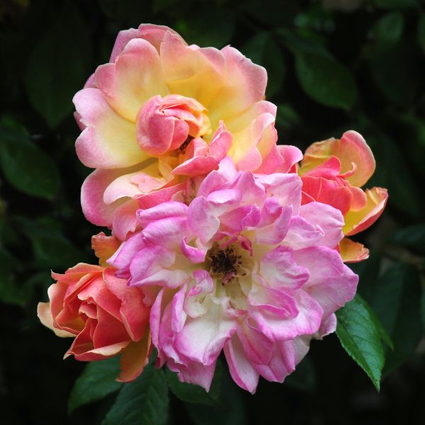 Beautiful Phyllis Bide roses