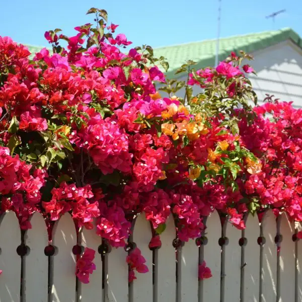 Bougainvilleas growing over a white picket fence