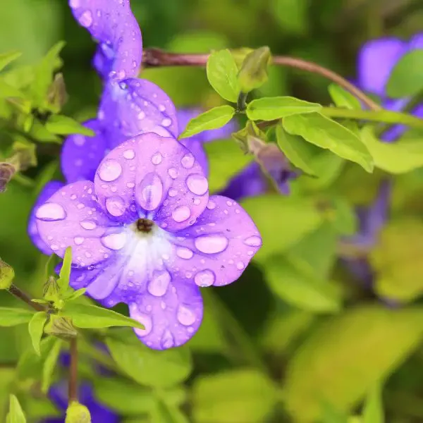 Browallia purple flower with water droplets on it