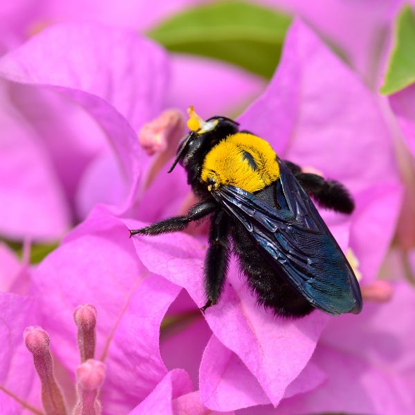 Carpenter bee on a Bougainvillea (not a pest)