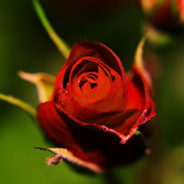 Close up of Red Danse de Feu Rose