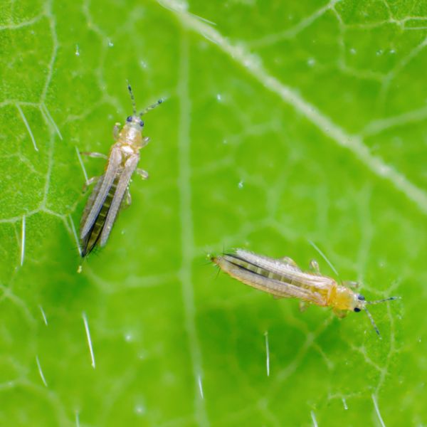 Close up of Thrips on a leaf