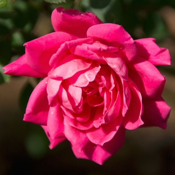 Close up of a Red Knock Out Rose