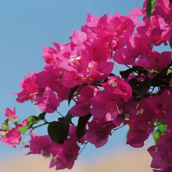 Close up of pink Bougainvillea flowers