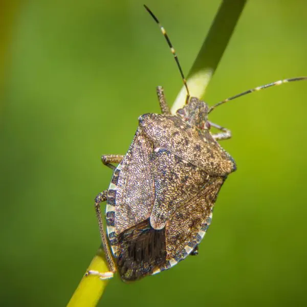 Close up of stink bug in British Columbia