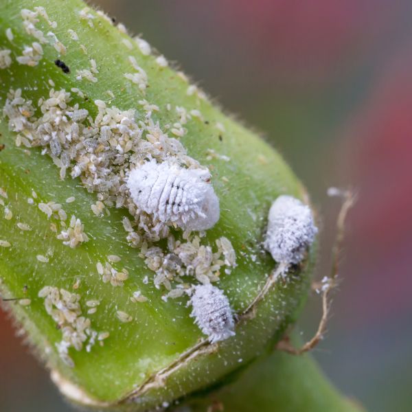 Close up of white Mealybugs