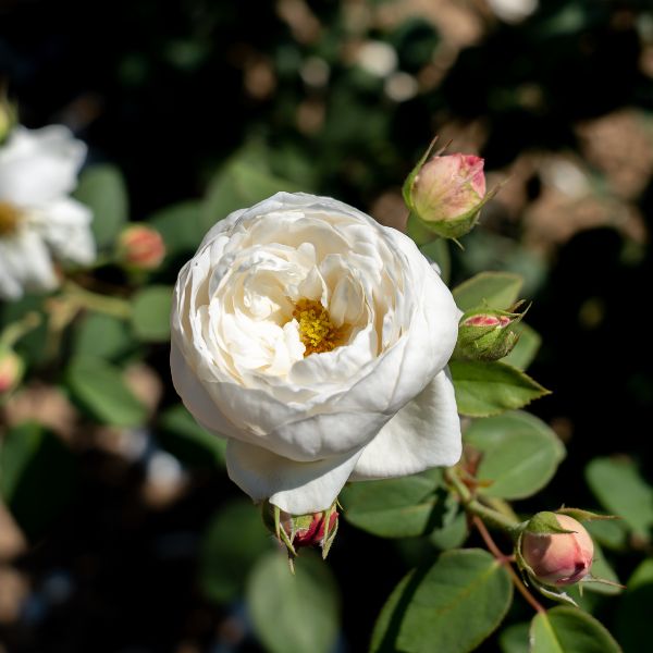 Fair Bianca Rose Flower