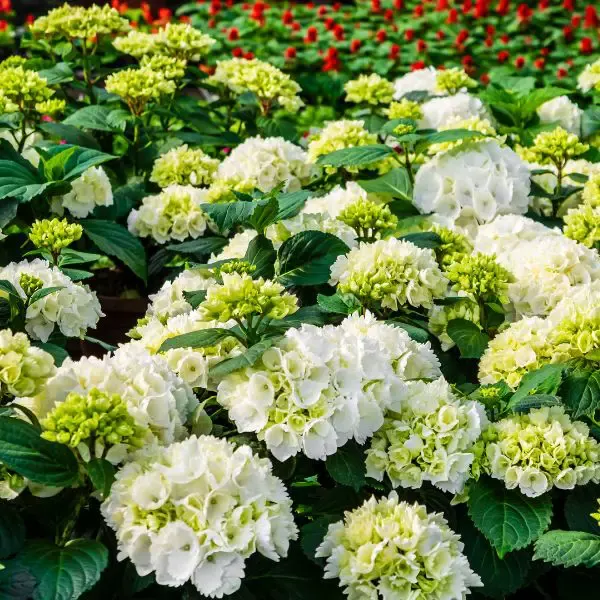Flowering white hydrangeas