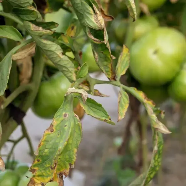 Fusarium disease on tomato plant