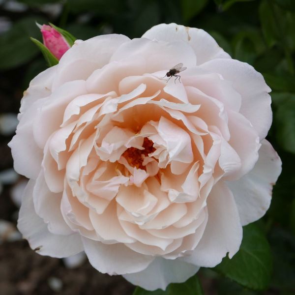 Generous gardener rose with fly on it