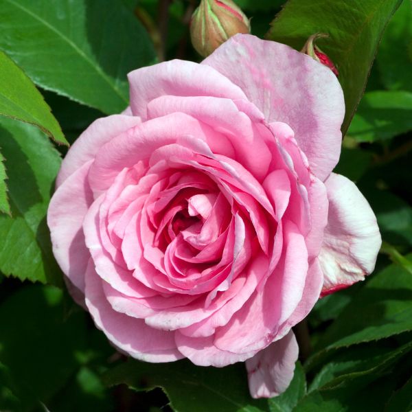 Gertrude Jekyll English Rose