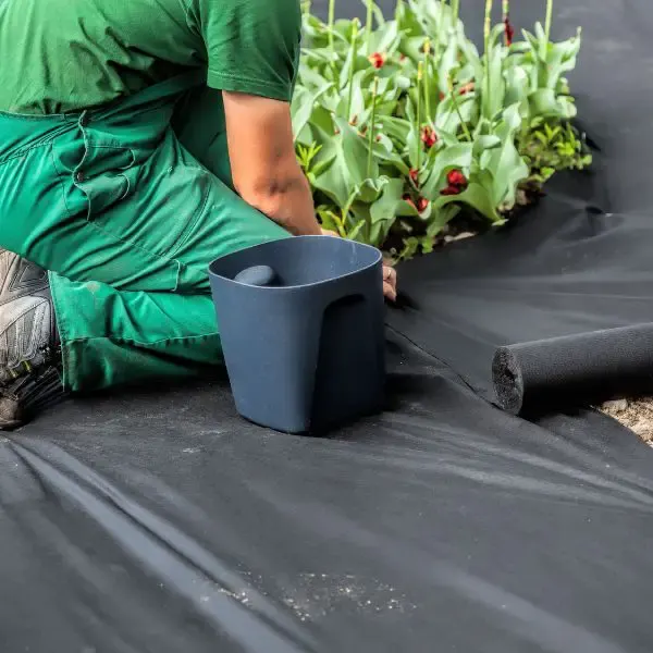 Horticulturist installing the best weed barrier