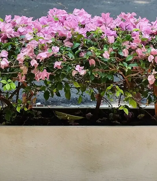 How To Grow Bougainvillea In 4 Steps