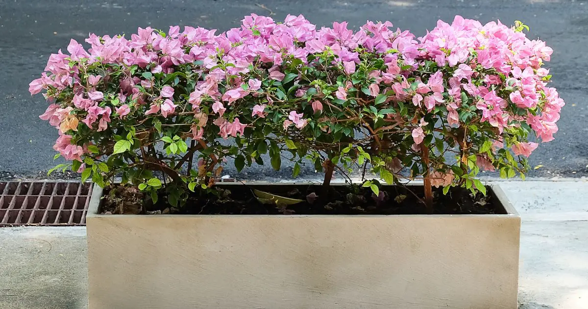 How To Grow Bougainvillea In 4 Steps