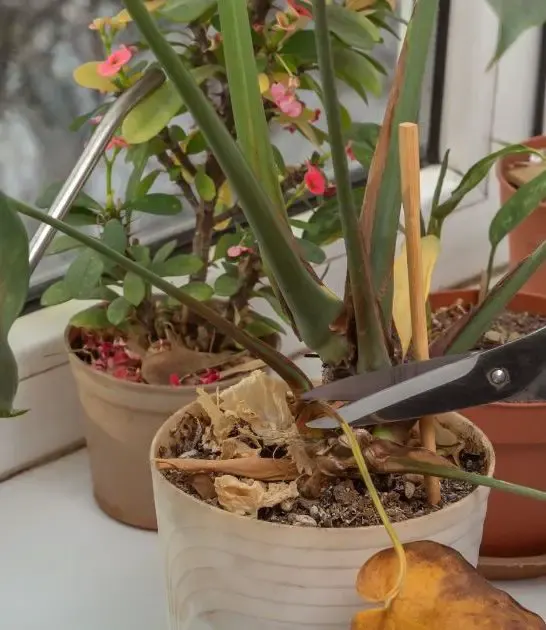 How To Prune Monstera Plants