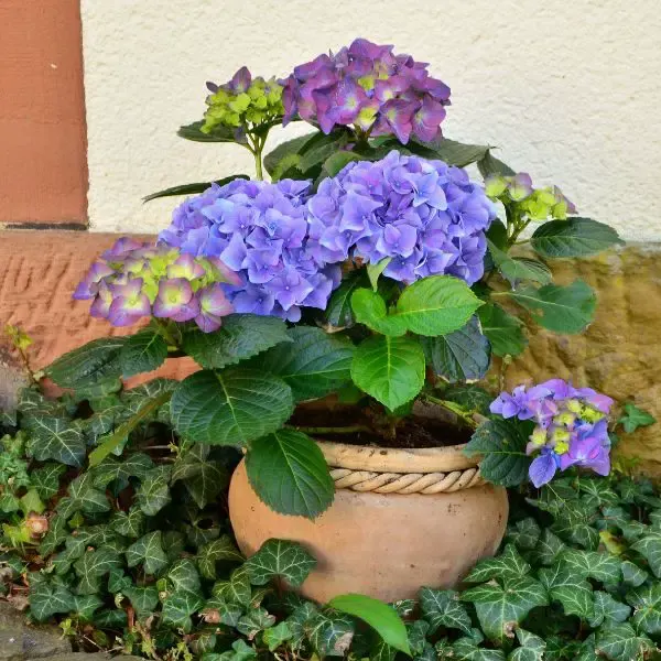 Hydrangeas in a clay flower pot