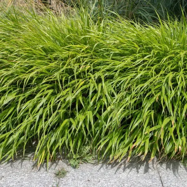 Japanese Forest Grass growing in backyard