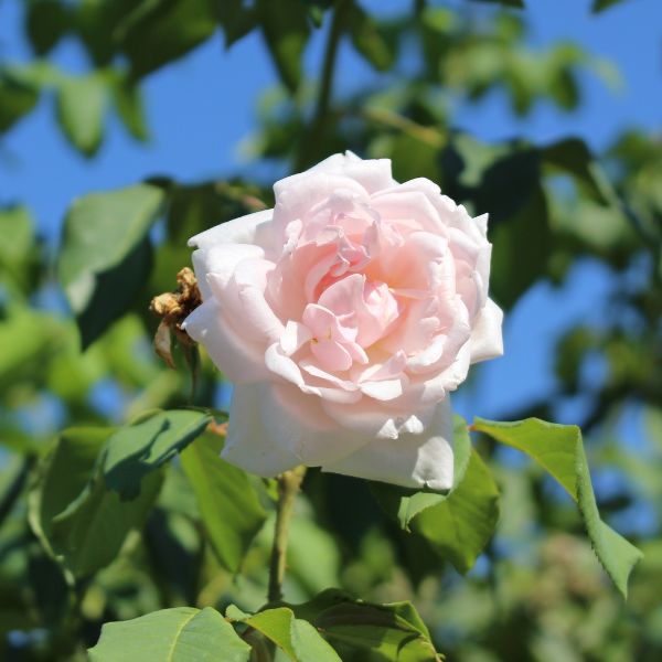 Light pink Madame Alfred Carrière rose
