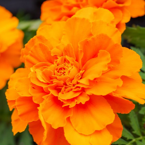 Orange Maigold climbing rose