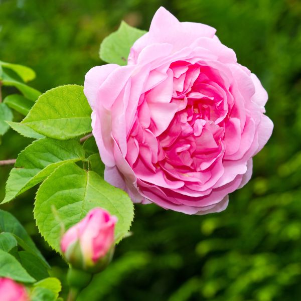 Pink Blooming Constance Spry Rose