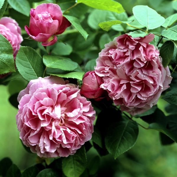 Pink English Mary Roses
