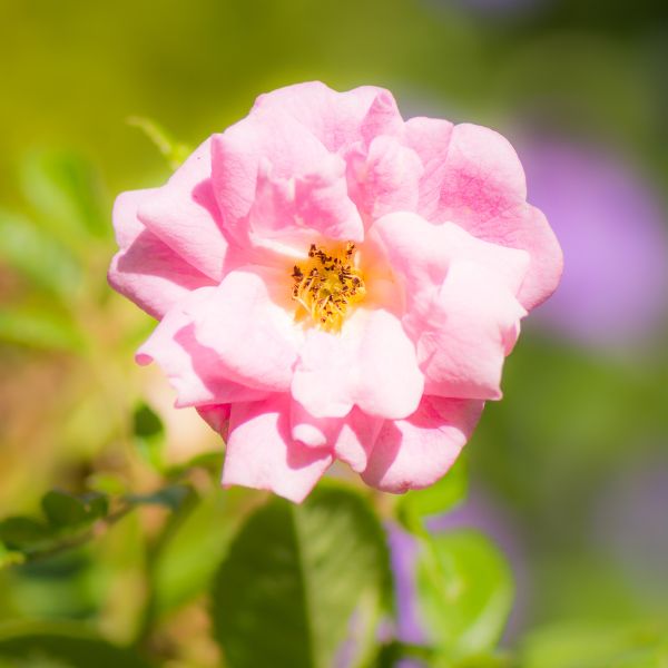 Pink Kew Rambler Rose