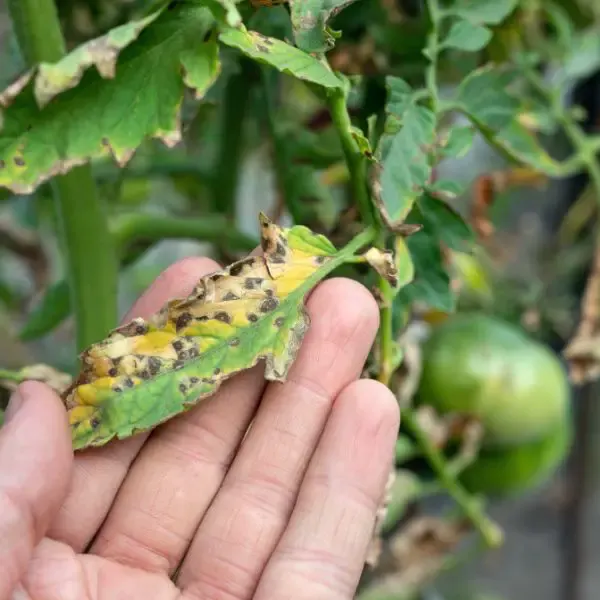 Septoria Leaf Spots on Tomato plant