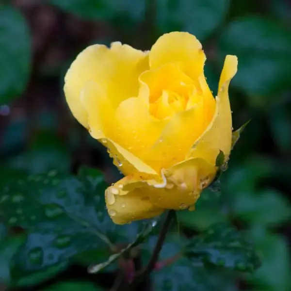 Yellow Golden Shower Rose with rain drops on it