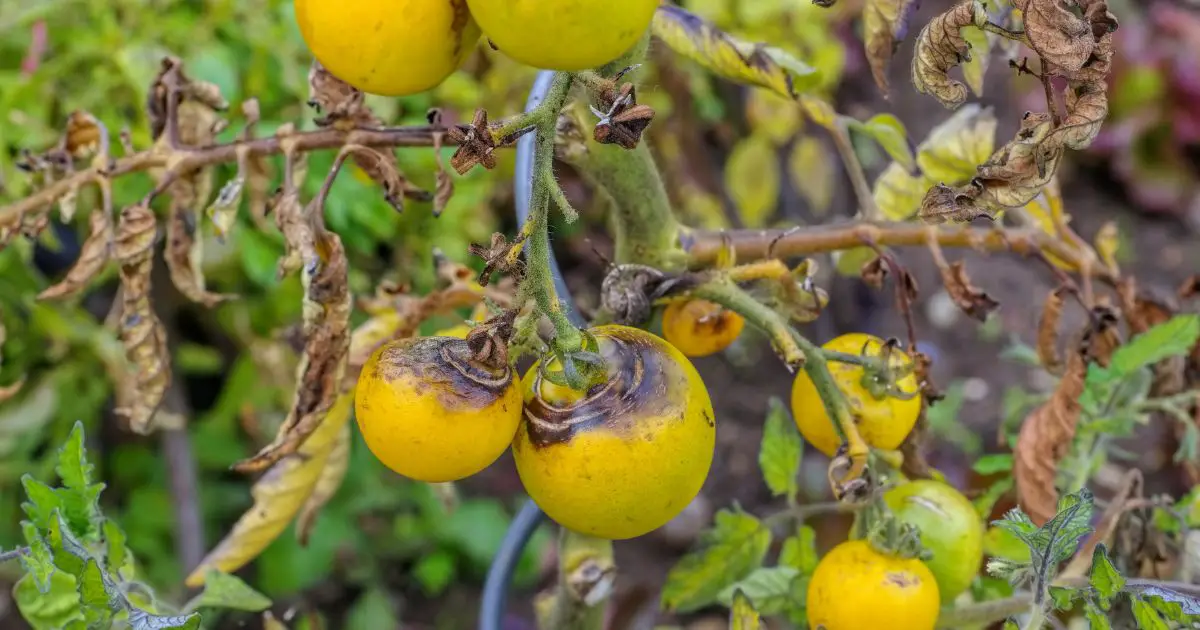 Tomato Plant Turning Yellow