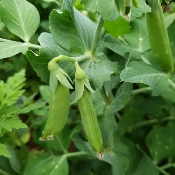 Snap peas growing in yard