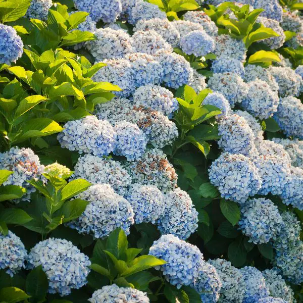 Blue Hydrangea flower bushes