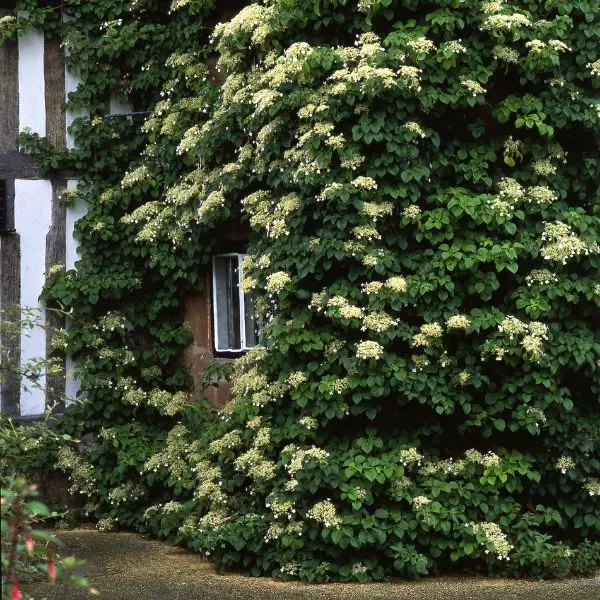 Climbing Hydrangeas covering the front of a house