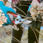 How to prune hydrangeas